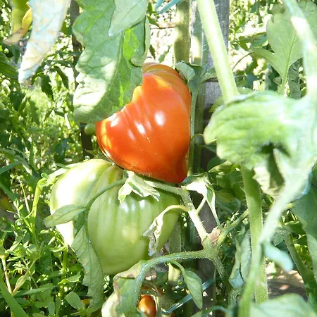 ベッド・アンド・ブレックファスト Le Soubiran 3*