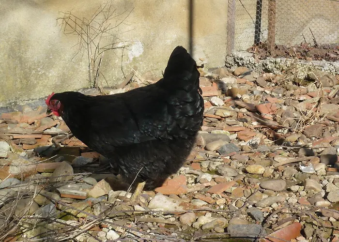 Nocleg ze śniadaniem Le Soubiran Berat